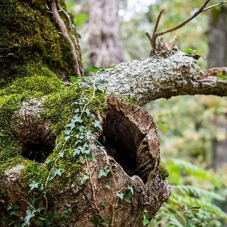 Picos De Europa Apartment Colio