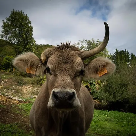 Picos De Europa דירה