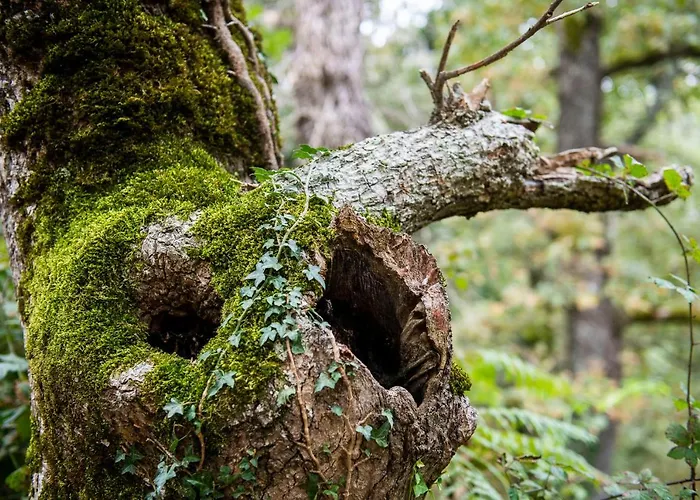 Picos De Europa Appartement Colio