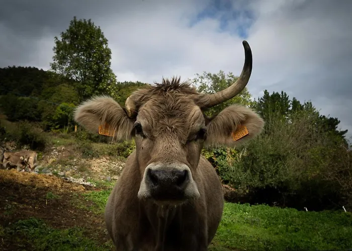 Picos De Europa Appartement
